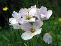Pinksterbloemen_web