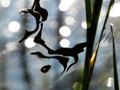 Desiree Ubink_ Water Beat 5