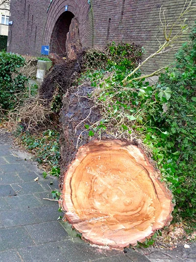 treurwilg