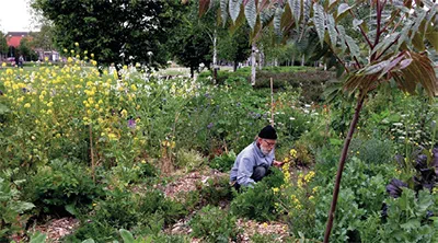 Companion planting