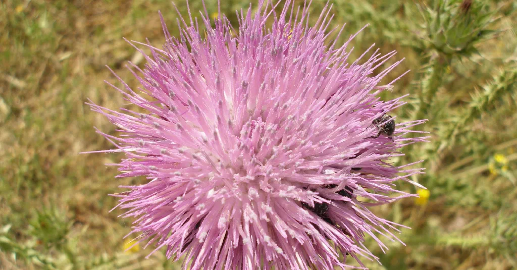 Ruimte voor aandacht: mindfulness meditatie
