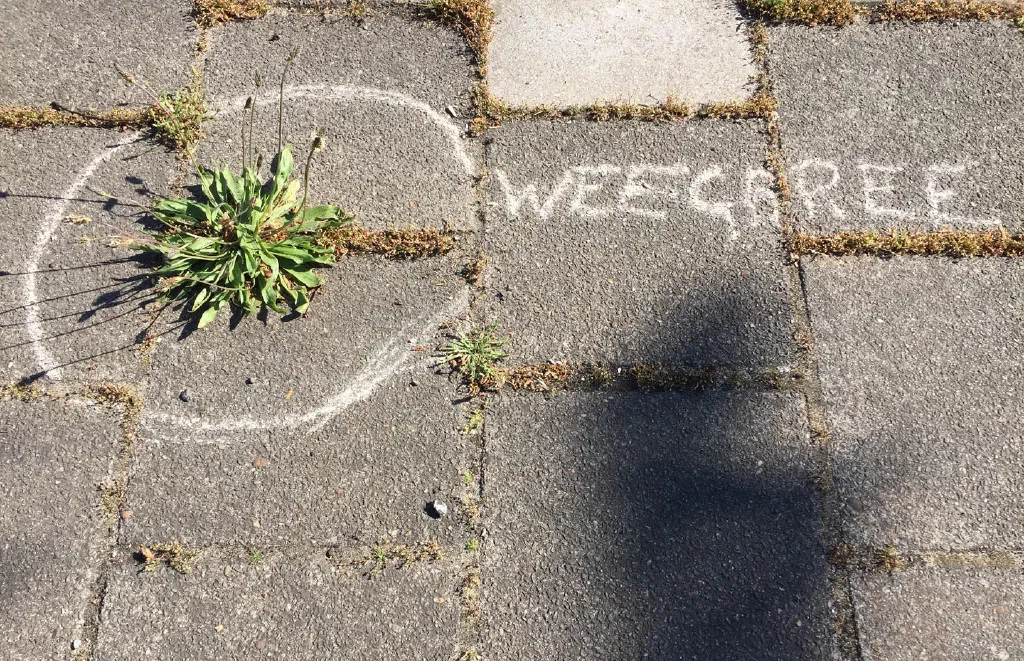 Lof van het onkruid #74