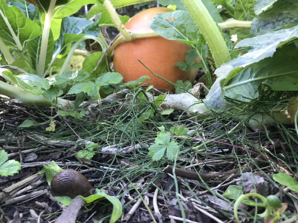 Vrijzinnige miniatuur #18