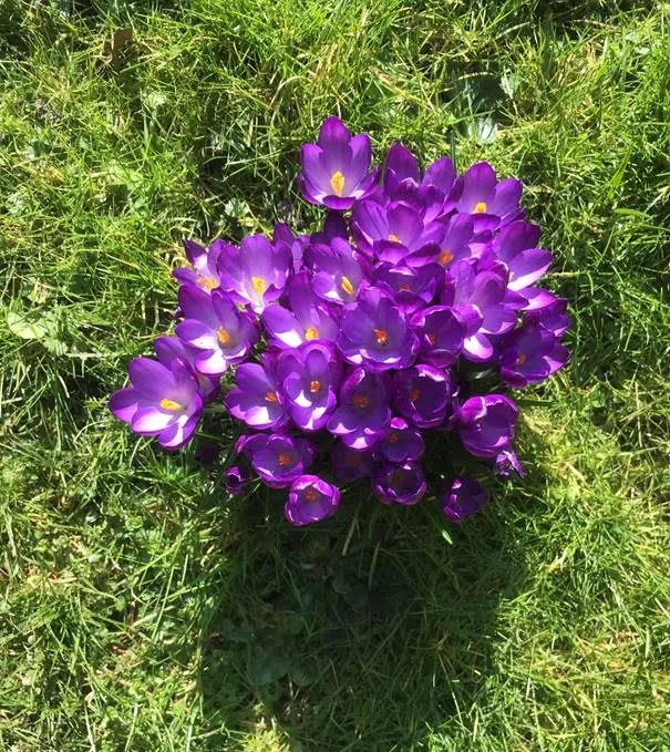 Vrijzinnige miniatuur #134