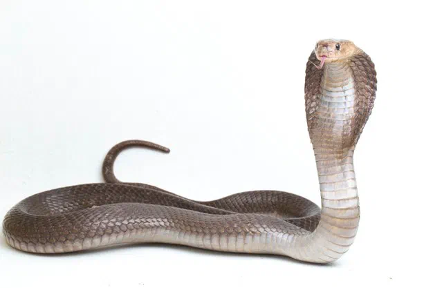 Cobra #166