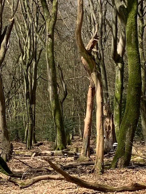 Dansende bomen #187