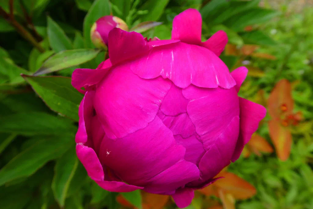Pinksteren #238